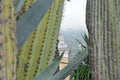 Cactuses close up view Royalty Free Stock Photo