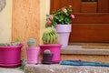 Cactuses in colorful pots by a doorstep Royalty Free Stock Photo