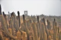 Cactuses in a desert in Punta de Lobos in Pichilemu, Chile on a sunny day Royalty Free Stock Photo