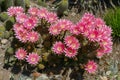 Cactuses in full bloom. Pink flowers of hedgehog, echinopsis cactus blooming in cactus garden