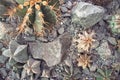 Cactuses in a garden. Houseplants close-up Nature background