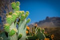 Cactuses of Gran Canaria