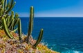 Cactuses of Gran Canaria