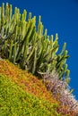 Cactuses of Gran Canaria