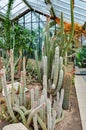 Cactuses in greenhouse in Kew botanical gardens, London, UK Royalty Free Stock Photo