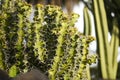 Cactuses growing on the island of Lanzarote, Canary Islands Royalty Free Stock Photo