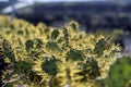 Cactuses growing on the island of Lanzarote, Canary Islands Royalty Free Stock Photo