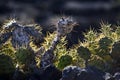 Cactuses growing on the island of Lanzarote, Canary Islands Royalty Free Stock Photo