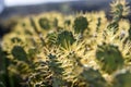 Cactuses growing on the island of Lanzarote, Canary Islands Royalty Free Stock Photo