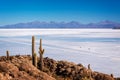 Cactuses in Incahuasi island, SUV cars in Salar de Uyuni salt flat in the background, Potosi Bolivia Royalty Free Stock Photo