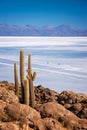 Cactuses in Incahuasi island, SUV cars in Salar de Uyuni salt flat in the background, Potosi Bolivia Royalty Free Stock Photo