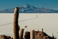 Cactuses on Isla Inca Huasi in Salar De Uyuni