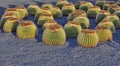 Cactuses in Lanzarote Royalty Free Stock Photo