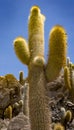 Cactuses line a hilly outcrop on the Bolivian Salt Flat in Uyuni