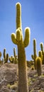 Cactuses line a hilly outcrop on the Bolivian Salt Flat in Uyuni