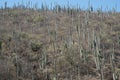 Cactuses in Mexico, Oaxaca