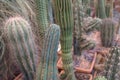 Cactuses in MSU botanical garden, Moscow, Russia. Cactus collection