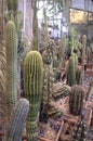 Cactuses in MSU botanical garden, Moscow, Russia. Cactus collection