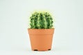 Cactuses in pot on white background