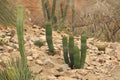 Cactuses in rocky landscape