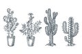 Cactuses and succulents vector sketch illustration. Desert nature plants, hand drawn print design elements set
