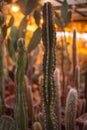 Cactuses with sun in GreenHouse Royalty Free Stock Photo