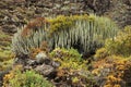 Cactuses on Tenerife