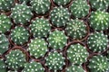 Cactuses Top View Royalty Free Stock Photo