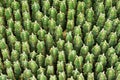 Cactuses top view background
