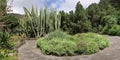 Cactuses and trees in the botanical garden of JardÃÂ­n BotÃÂ¡nico Viera y Clavijo in island of Gran Canaria