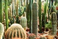 Cactuses of various types in pots in a closed greenhouse Royalty Free Stock Photo