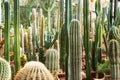 Cactuses of various types in pots in a closed greenhouse Royalty Free Stock Photo