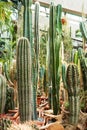 Cactuses of various types in pots in a closed greenhouse Royalty Free Stock Photo