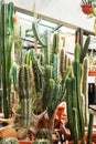 Cactuses of various types in pots in a closed greenhouse Royalty Free Stock Photo