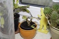 Cactuses on the windowsill in the storage room are frugal