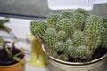 Cactuses on the windowsill in the storage room are frugal