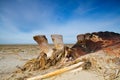 Cadaver of a Whale on a beach