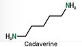 Cadaverine, pentamethylenediamine molecule. It is foul-smelling diamine formed by bacterial decarboxylation of lysine. Skeletal