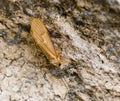 Caddis Fly