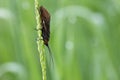 Caddis fly Royalty Free Stock Photo