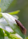 Caddis Fly, Trichoptera