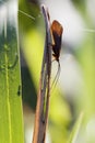 Caddis - Trichoptera