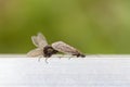 Caddis - Trichoptera - mating