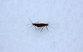 Signs of spring 1. Cold-blooded Caddis woke up and mating on snow