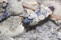 Caddisflie larvae under the water in the built home. Trichoptera.