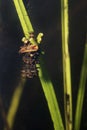 Caddisflie larvae under the water in the built home. Trichoptera.