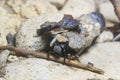 Caddisflie larvae underwater in the built home. Trichoptera. Caddisfly.