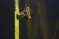 Caddisflie larvae Underwater photography Royalty Free Stock Photo