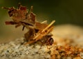 Caddisflie larvae under water