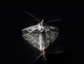 Caddisfly with black background home fly reflection Royalty Free Stock Photo